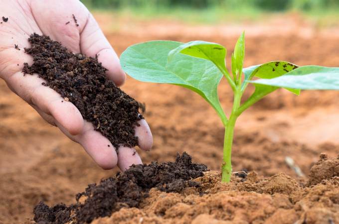 Cow Dung